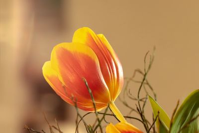 Close-up of orange flower