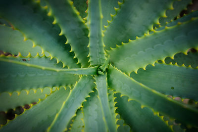 Full frame shot of succulent plant