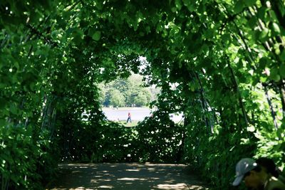 Trees in park