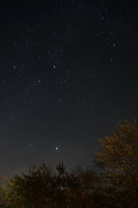 Low angle view of trees against sky at night