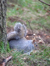 Squirrel on grass