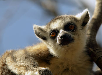Close-up portrait of meerkat