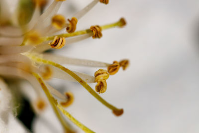 Close-up of yellow flower on white background