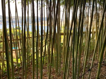 Bamboo trees in forest
