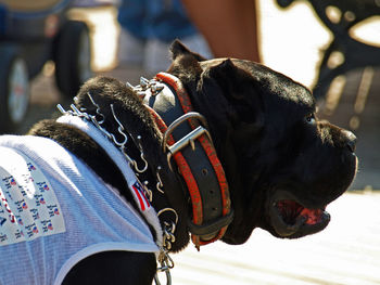 Close-up of black cane corso on footpath