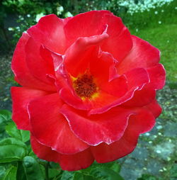 Close-up of red rose