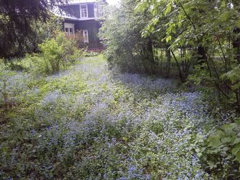 Plants growing on landscape