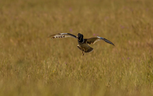 Bird flying in a field