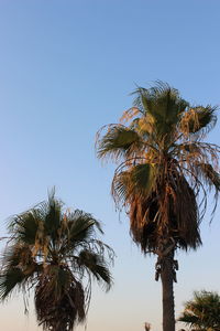Low angle view of palm trees against clear sky