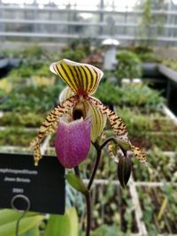 Close-up of flowering plant