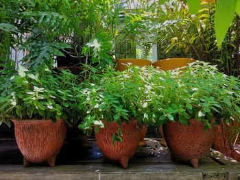 Potted plants in garden