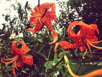Close-up of orange flowers blooming outdoors