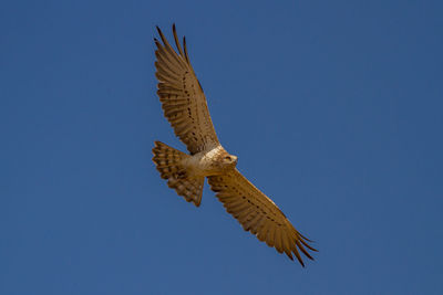 Low angle view of eagle flying against clear blue sky