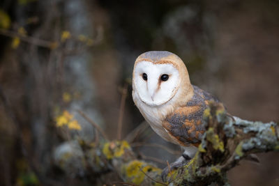 Close-up of a bird