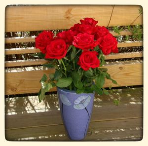 Close-up of red rose