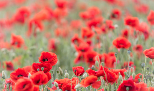 Close-up of poppies blooming outdoors