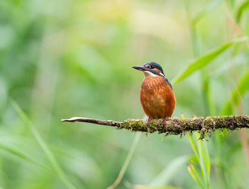 Eurasian kingfisher, alcedo atthis, perched on a lichen covered tree branch