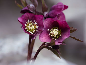 Close-up of pink flowering plant