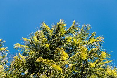 Low angle view of tree against clear blue sky