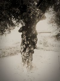 Close-up of tree against sky