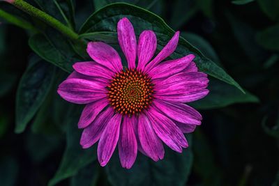 Close-up of pink flower