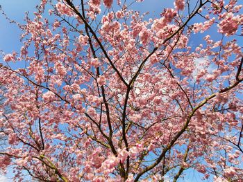 Low angle view of pink flowering tree