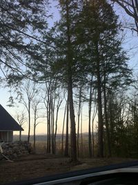 Trees by road