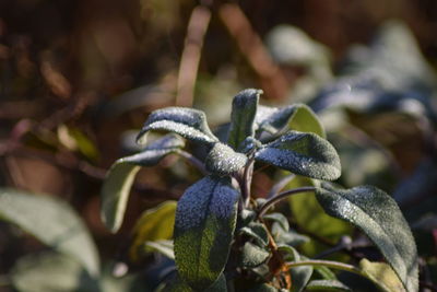 Close-up of plant