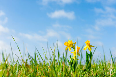 Yellow daffodils growing on field against sky on sunny day