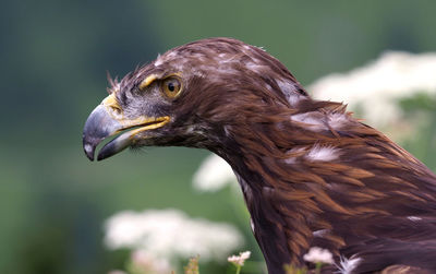 Close-up of eagle