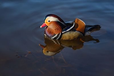 Duck swimming in a lake