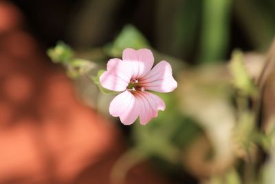 Close-up of pink flowering plant