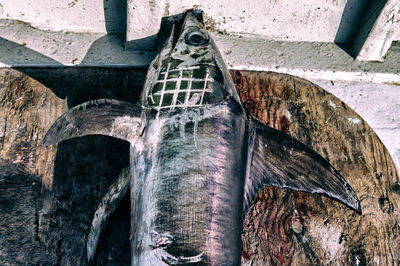 Close-up of fish on wall