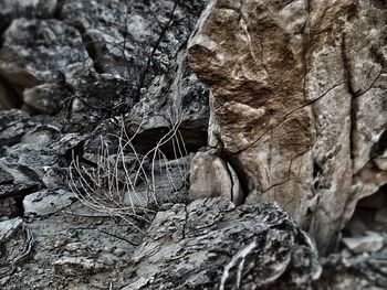 Close-up of tree trunk