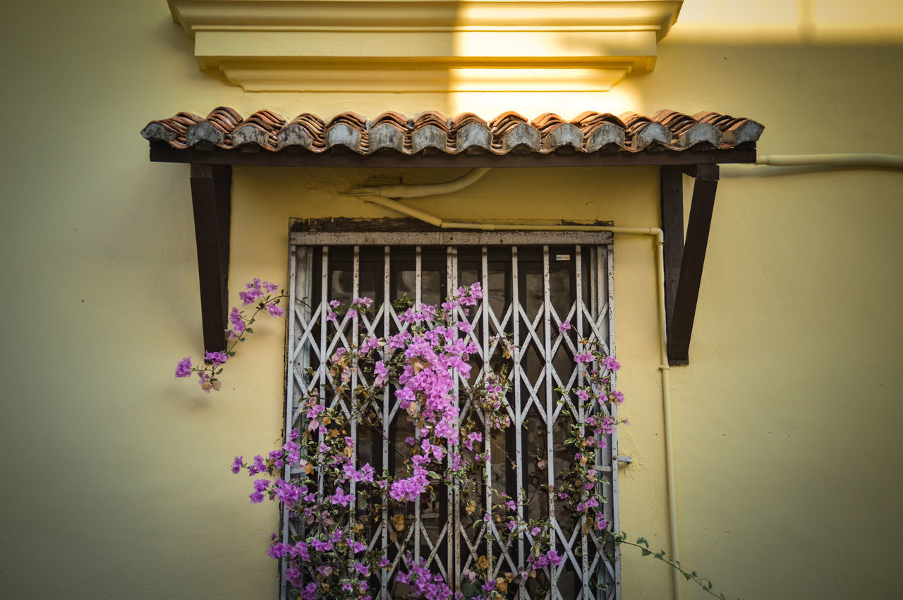 Flowers on the window