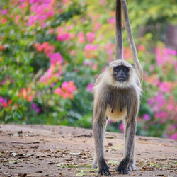 Monkey looking away on land