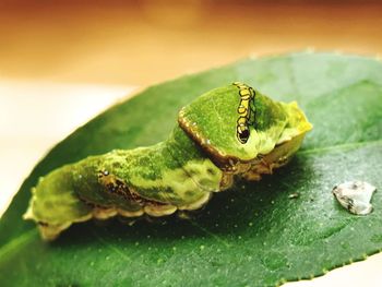 Close-up of green frog on leaf