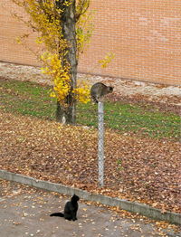 Dog on plant during autumn