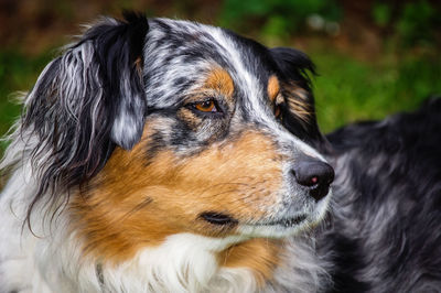 Close-up of dog