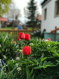 Close-up of red flower