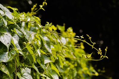 Close-up of fresh green plant