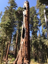 Low angle view of trees in forest