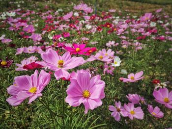 Close-up of pink flowers blooming outdoors