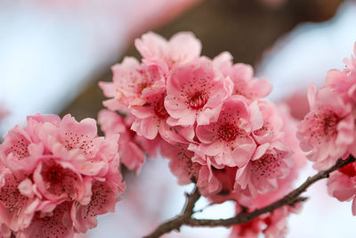 Close-up of pink cherry blossom