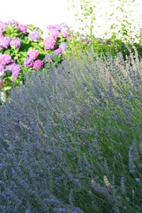 Purple flowers on plant