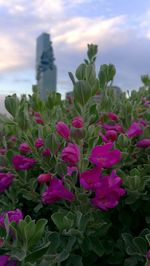 Close-up of pink flowers