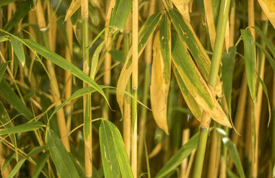 Full frame shot of grass