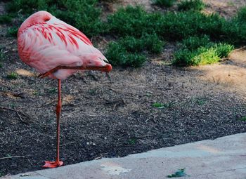 Close-up of a bird drinking water