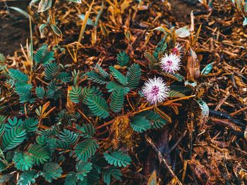 High angle view of flowering plants on field