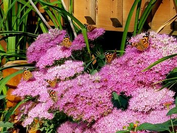 Close-up of purple flowers